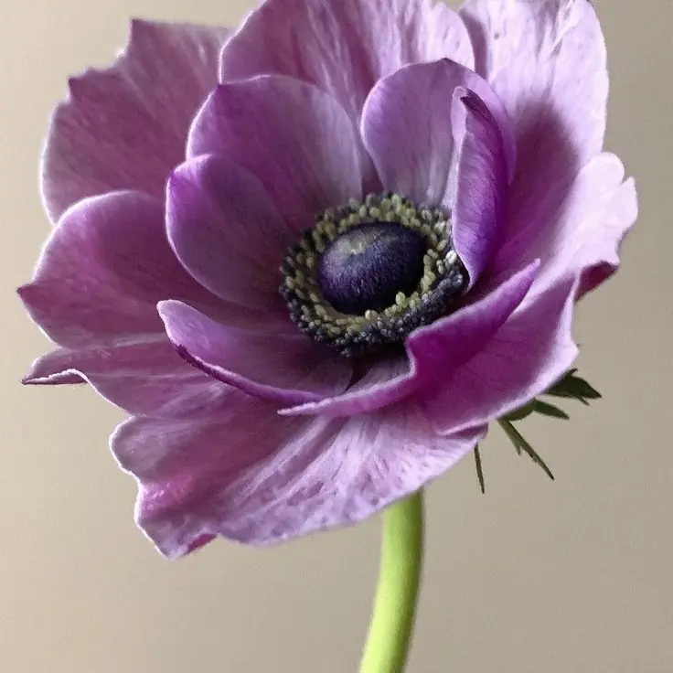 ანემონე